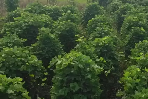 葛根收获时间季节 ,葛根的收获时间在什么时候插图3 葛根收获时间季节 ,葛根的收获时间在什么时候插图3