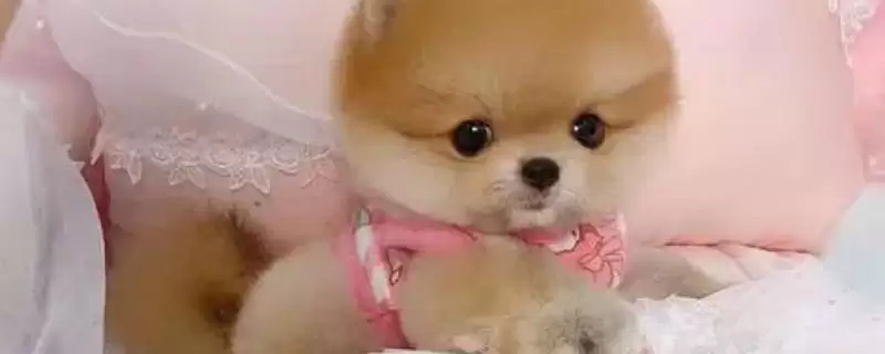 哈多利系博美犬的价格多少,哈多利系博美犬价格几千至几万元不等吗插图 哈多利系博美犬的价格多少,哈多利系博美犬价格几千至几万元不等吗插图