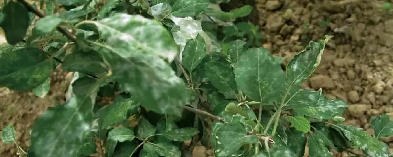 果树白粉病用什么药治疗,果树不同生长期白粉病的用药方法不同吗插图 果树白粉病用什么药治疗,果树不同生长期白粉病的用药方法不同吗插图