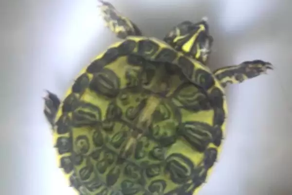 火焰龟大小问能长35-45厘米,火焰乌龟能长多大,这个尺寸准确吗?插图1 火焰龟大小问能长35-45厘米,火焰乌龟能长多大,这个尺寸准确吗?插图1