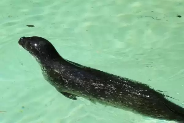 海狮是什么类型的动物呢,海狮是一种水生哺乳动物这一表述对吗插图2 海狮是什么类型的动物呢,海狮是一种水生哺乳动物这一表述对吗插图2
