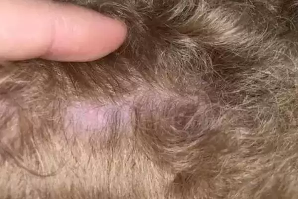 狗脖子上硬肉疙瘩是何原因,狗脖子硬肉疙瘩是药物硬结或淋巴肿吗插图2 狗脖子上硬肉疙瘩是何原因,狗脖子硬肉疙瘩是药物硬结或淋巴肿吗插图2