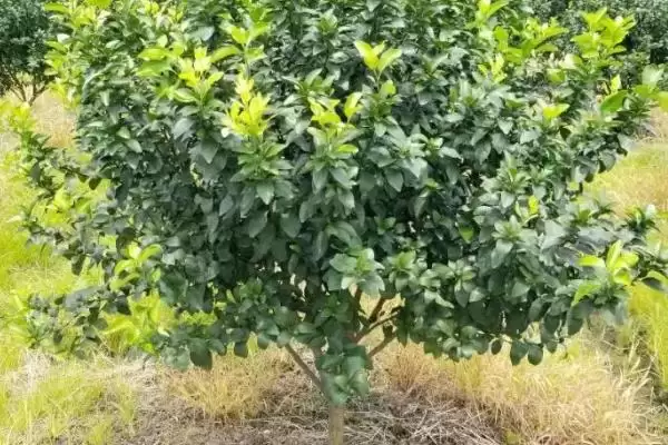 柑橘冬季防治对象 ,柑橘在冬季需要防治哪些病虫害插图2 柑橘冬季防治对象 ,柑橘在冬季需要防治哪些病虫害插图2
