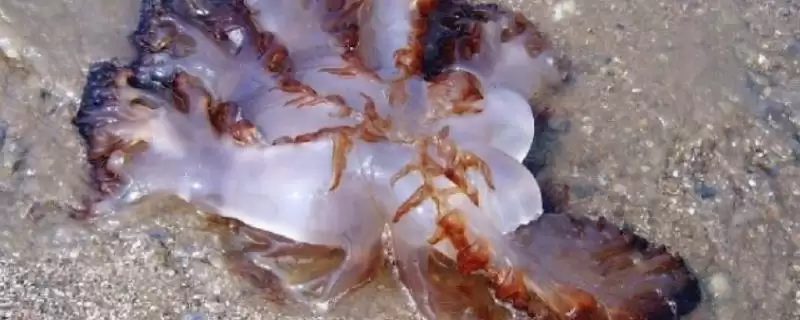 海蜇有没有毒性存在呢,海蜇部分品种毒性超强甚至可致命吗插图 海蜇有没有毒性存在呢,海蜇部分品种毒性超强甚至可致命吗插图