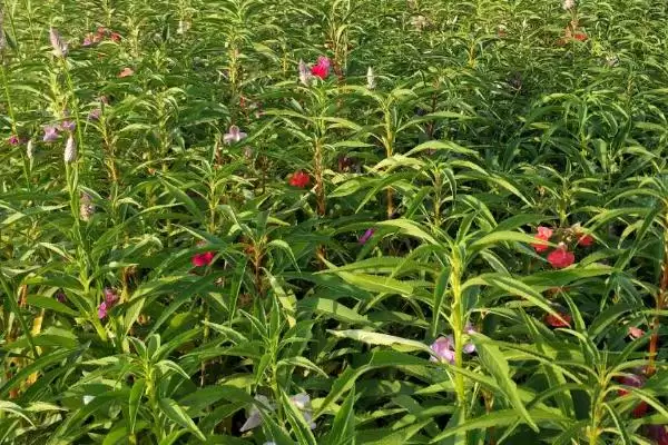 急性子种植法春秋季播种可行,急性子的种植方法，播种时间合适吗？插图2
