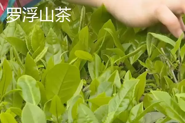 广东名茶排行榜是怎样的,广东是饮茶大省有哪些名茶上榜呢插图4 广东名茶排行榜是怎样的,广东是饮茶大省有哪些名茶上榜呢插图4