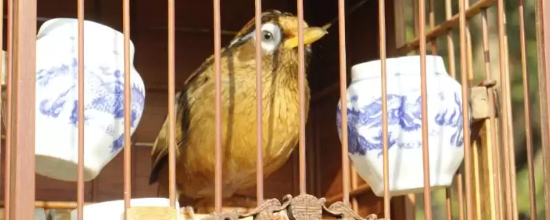 画眉鸟溜鸟法焖火法真能有火吗,画眉鸟怎么样溜,焖火办法可行吗?-会东网