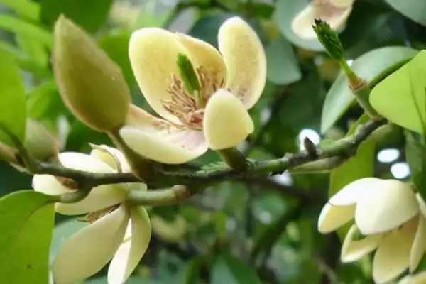 含笑花为什么会干枯呢,含笑花因高温暴晒、土壤板结等致干枯吗插图3 含笑花为什么会干枯呢,含笑花因高温暴晒、土壤板结等致干枯吗插图3
