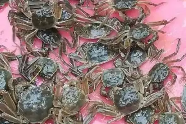 河蟹暂养的死亡原因是啥,河蟹暂养死亡原因是河蟹质量差导致的吗插图2 河蟹暂养的死亡原因是啥,河蟹暂养死亡原因是河蟹质量差导致的吗插图2