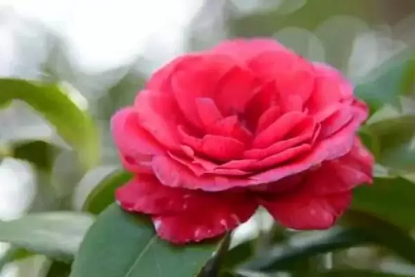大花茶花品种花径达15厘米有谁,花朵大的茶花品种,哪些品种花径较大?插图2 大花茶花品种花径达15厘米有谁,花朵大的茶花品种,哪些品种花径较大?插图2