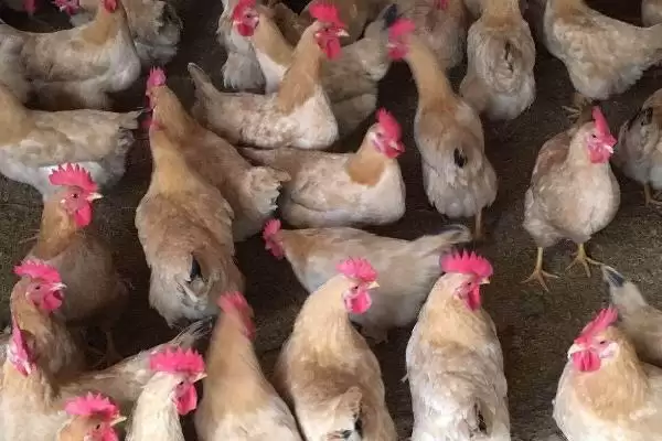 鸡一天下蛋数一天1-2枚鸡蛋,鸡一天下几个蛋，真的是这个数量吗？插图3