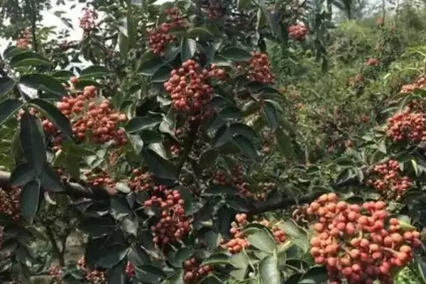果粒大的花椒品种有哪些,红狮子、凤椒等是果粒大的花椒品种吗插图1 果粒大的花椒品种有哪些,红狮子、凤椒等是果粒大的花椒品种吗插图1