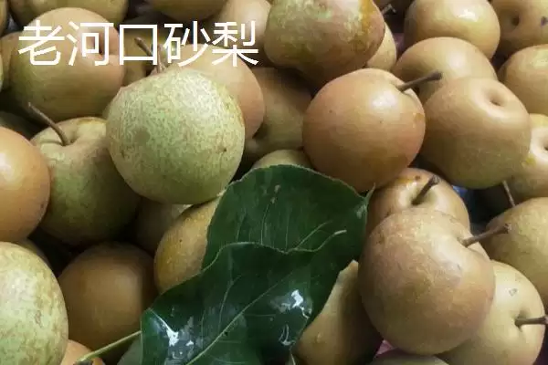 湖北老河口特产8种特产值得带走吗,湖北老河口有哪些值得带走的特产?插图1 湖北老河口特产8种特产值得带走吗,湖北老河口有哪些值得带走的特产?插图1