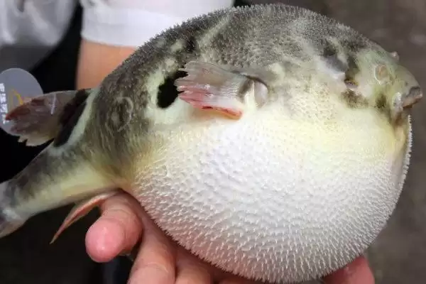 河豚属于淡水鱼还是海鱼呢,河豚为暖水性海洋底栖鱼类这一说法对吗插图2 河豚属于淡水鱼还是海鱼呢,河豚为暖水性海洋底栖鱼类这一说法对吗插图2