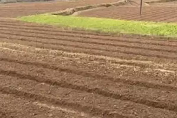 核桃树几年才能结果实呢,核桃实生苗结果需要5-10年的时间吗插图3 核桃树几年才能结果实呢,核桃实生苗结果需要5-10年的时间吗插图3