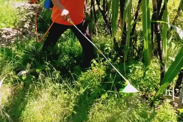 甘蔗使用除草剂误区,对甘蔗使用除草剂存在哪些误区插图2