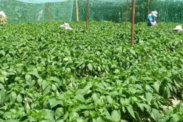 伏天甜椒落花落果 ,伏天甜椒如何防止落花落果现插图1 伏天甜椒落花落果 ,伏天甜椒如何防止落花落果现插图1