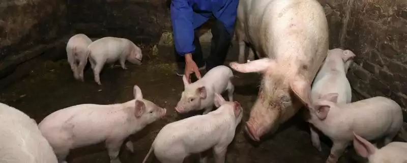泔水猪危害影响情况 ,泔水猪存在哪些危害和不良影响插图 泔水猪危害影响情况 ,泔水猪存在哪些危害和不良影响插图