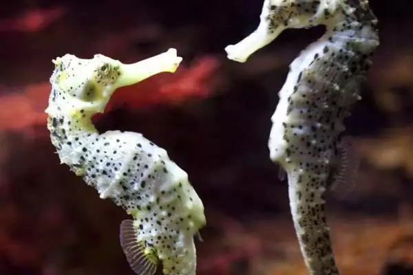 海马宝宝是海马爸爸生的吗,海马是唯一由雄性生产后代的动物吗插图3 海马宝宝是海马爸爸生的吗,海马是唯一由雄性生产后代的动物吗插图3