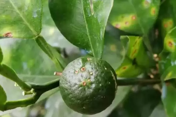 柑橘溃疡病危害症状 ,柑橘溃疡病有哪些危害和症状插图3 柑橘溃疡病危害症状 ,柑橘溃疡病有哪些危害和症状插图3