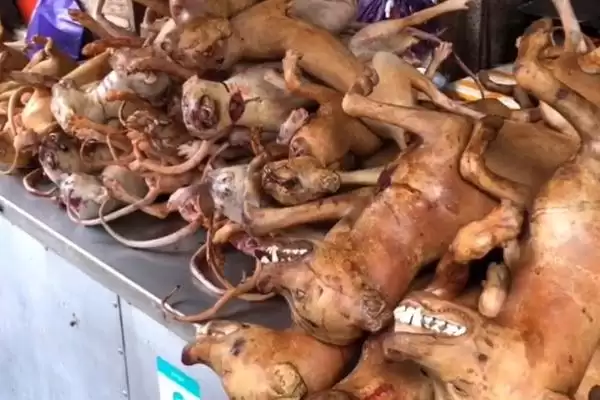 狗肉节是个怎样的节日,狗肉节就是吃狗肉的节日吗插图3 狗肉节是个怎样的节日,狗肉节就是吃狗肉的节日吗插图3