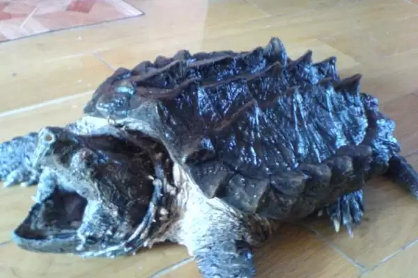 鳄龟的养殖寿命,鳄龟最少能够养殖多长时间插图1 鳄龟的养殖寿命,鳄龟最少能够养殖多长时间插图1
