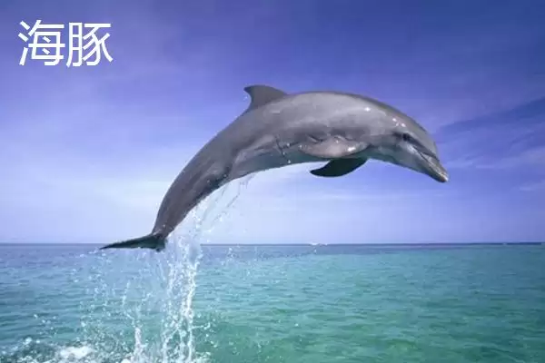 海豚和白鲸的区别有哪些呢,海豚和白鲸在科属、智商等方面有区别吗插图1 海豚和白鲸的区别有哪些呢,海豚和白鲸在科属、智商等方面有区别吗插图1