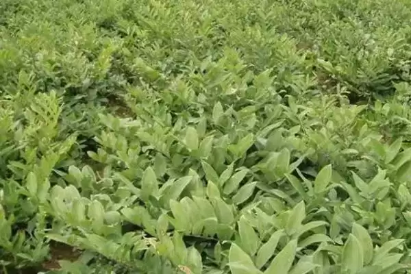 黄精产地分布种类多产地广,黄精的产地,分布情况是这样吗?插图1 黄精产地分布种类多产地广,黄精的产地,分布情况是这样吗?插图1