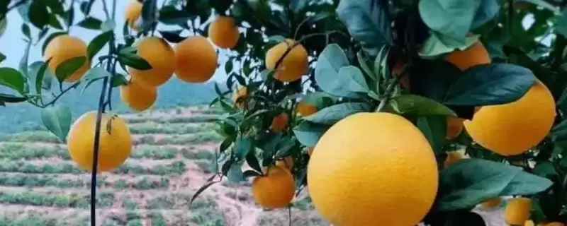 赣南脐橙生长年线 ,赣南脐橙的生长周期是怎样的插图 赣南脐橙生长年线 ,赣南脐橙的生长周期是怎样的插图