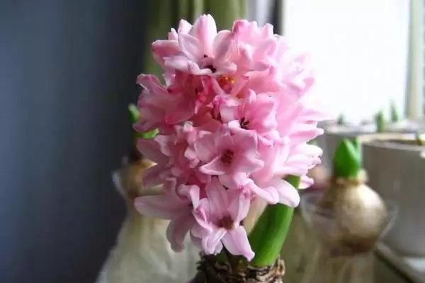 风信子开花养3-5天浇水施肥,风信子开花后的养殖方式,频率合适吗?插图6 风信子开花养3-5天浇水施肥,风信子开花后的养殖方式,频率合适吗?插图6