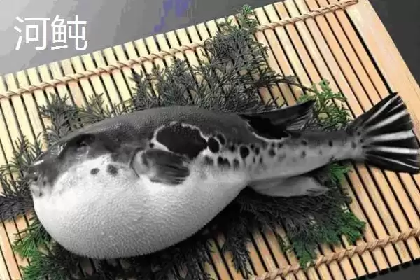 河豚和河鲀的区别是什么呢,河豚和河鲀在科属、形态和产地有区别吗插图2 河豚和河鲀的区别是什么呢,河豚和河鲀在科属、形态和产地有区别吗插图2