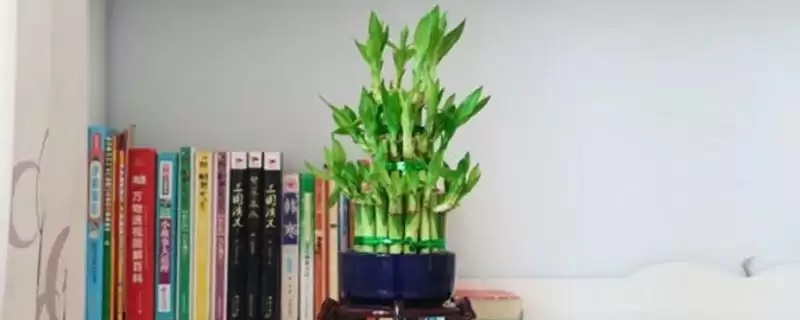 富贵竹摆放风水问题 ,富贵竹的摆放有哪些风水讲究插图 富贵竹摆放风水问题 ,富贵竹的摆放有哪些风水讲究插图