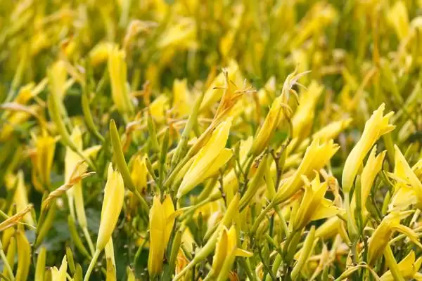 黄花菜施肥法基肥用农家肥好,黄花菜高产的施肥方法,基肥选啥好?插图1 黄花菜施肥法基肥用农家肥好,黄花菜高产的施肥方法,基肥选啥好?插图1