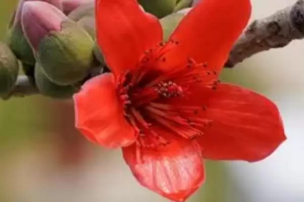 广州市的市花是什么花呢,市花是城市绿色名片广州的市花是啥插图2 广州市的市花是什么花呢,市花是城市绿色名片广州的市花是啥插图2