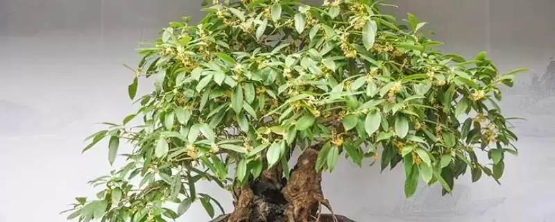 桂花掉叶子是何原因导致,桂花掉叶子因光照、盆土等方面不当吗-会东网