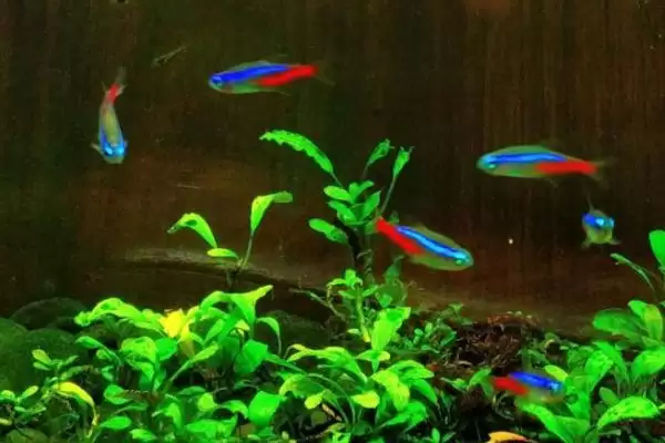 红绿灯鱼过多久才能长大呢,红绿灯鱼一般需要6-8个月才能长大吗插图3 红绿灯鱼过多久才能长大呢,红绿灯鱼一般需要6-8个月才能长大吗插图3
