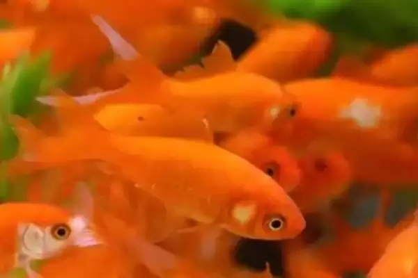 家养草金鱼繁到生育年纪能繁,家养草金鱼会不会自然繁殖,是这样吗?插图1 家养草金鱼繁到生育年纪能繁,家养草金鱼会不会自然繁殖,是这样吗?插图1