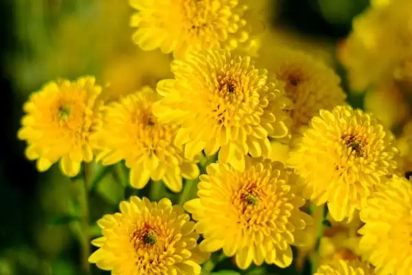 家庭菊花种植春秋两季可种,家庭菊花怎么种植,种植时间对吗?插图1 家庭菊花种植春秋两季可种,家庭菊花怎么种植,种植时间对吗?插图1