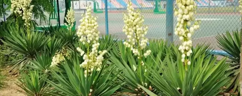 凤尾兰基本简介 ,凤尾兰是指什么植物,有何特插图 凤尾兰基本简介 ,凤尾兰是指什么植物,有何特插图