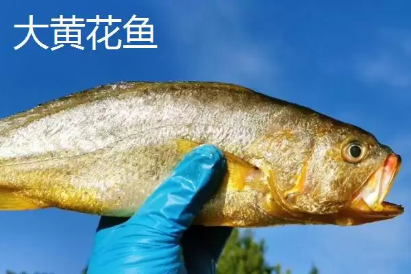 黄花鱼养殖问2019年能淡水养,黄花鱼有淡水养殖的吗，情况属实吗？插图2