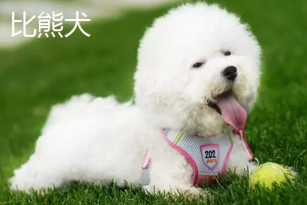 狗狗耳朵掉毛是何缘故,狗狗耳朵掉毛是犬藓或耳螨造成的吗插图4 狗狗耳朵掉毛是何缘故,狗狗耳朵掉毛是犬藓或耳螨造成的吗插图4