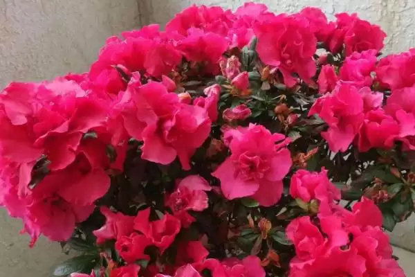 家里养杜鹃问寓意吉祥是真,家里养杜鹃花寓意吉祥吗,有依据吗?插图4 家里养杜鹃问寓意吉祥是真,家里养杜鹃花寓意吉祥吗,有依据吗?插图4