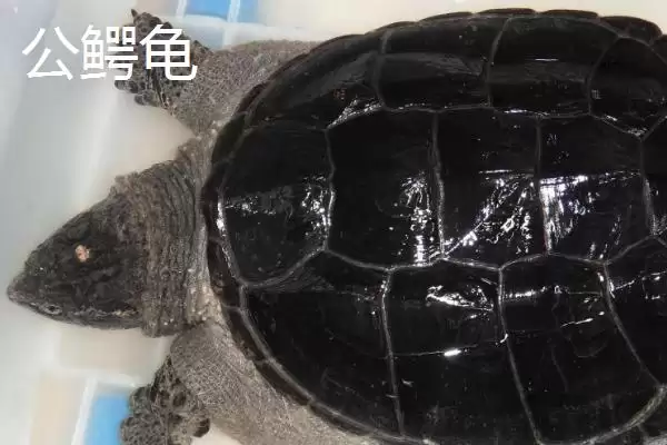 鳄龟分公母的大小,鳄龟多大尺寸时可以分辨公母插图2 鳄龟分公母的大小,鳄龟多大尺寸时可以分辨公母插图2