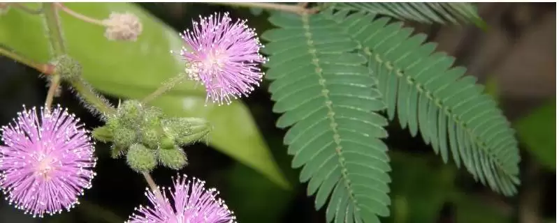 含羞草叶片发黄如何处理呢,含羞草叶片发黄转移至背阴处可缓苗复壮吗插图 含羞草叶片发黄如何处理呢,含羞草叶片发黄转移至背阴处可缓苗复壮吗插图