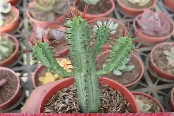 红彩阁的养殖方法是什么呢,红彩阁冬天养殖温度需保持在5℃以上吗插图2 红彩阁的养殖方法是什么呢,红彩阁冬天养殖温度需保持在5℃以上吗插图2