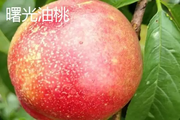 好吃的油桃有哪些品种呢,世纪之星油桃果肉金黄、口感清脆甜美吗插图7 好吃的油桃有哪些品种呢,世纪之星油桃果肉金黄、口感清脆甜美吗插图7