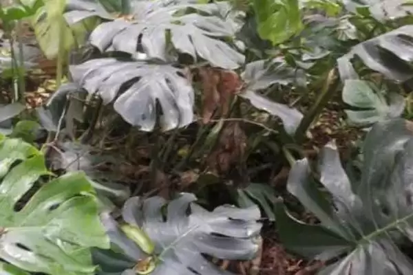 龟背竹怎么长成老桩形态,龟背竹将根茎截取下来能养成老桩吗插图3 龟背竹怎么长成老桩形态,龟背竹将根茎截取下来能养成老桩吗插图3
