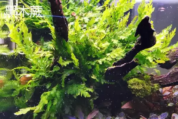 凤尾蕨与黑木蕨差异 ,凤尾蕨和黑木蕨有何区插图8 凤尾蕨与黑木蕨差异 ,凤尾蕨和黑木蕨有何区插图8