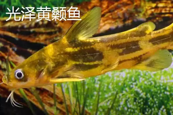 黄颡鱼价格问零售价12-20元,黄颡鱼的价格,这个价格范围对吗?插图7 黄颡鱼价格问零售价12-20元,黄颡鱼的价格,这个价格范围对吗?插图7