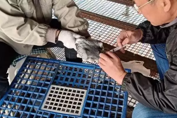 鸽子打疫苗后恢复时间 ,鸽子打了疫苗后多久能恢复正常插图3 鸽子打疫苗后恢复时间 ,鸽子打了疫苗后多久能恢复正常插图3
